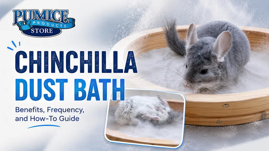 Chinchilla Dust Bath Benefits, Frequency, and How-To Guide