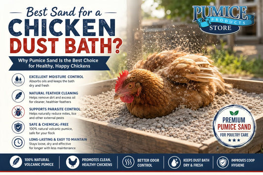 Sand for Chicken Dust Bath: Why Pumice Sand Is the Best Choice for a Healthy Flock