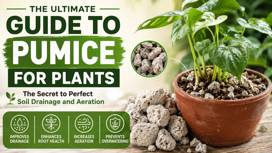 The Ultimate Guide to Pumice for Plants: The Secret to Perfect Soil Drainage and Aeration