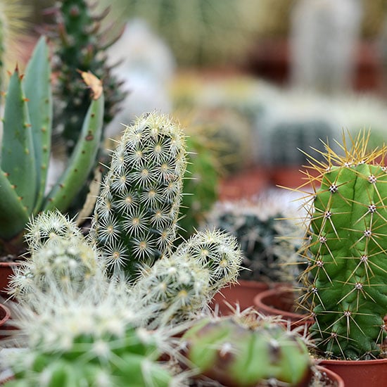 Cacti and Succulents Grow Media