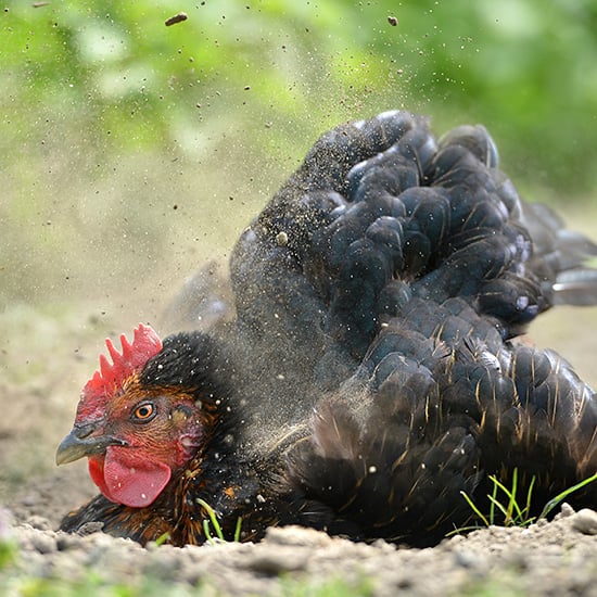 Poultry Dust Bath