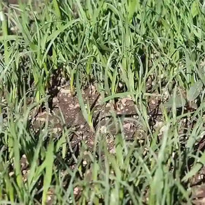 Soil Amendment and Conditioner