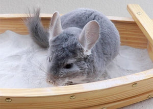 Chinchilla