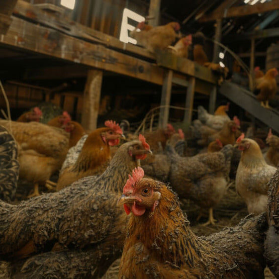 Group of chickens in a barn setting with a rustic feel.