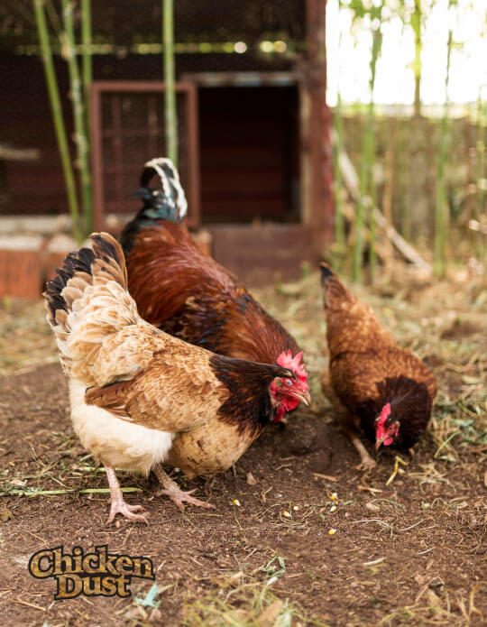 Three chickens in a rustic outdoor setting with 'Chicken Dust' branding.