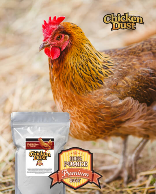Chicken standing next to a package of Chicken Dust with pumice, on a natural background.
