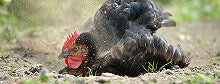 Black chicken with red comb on a dirt ground