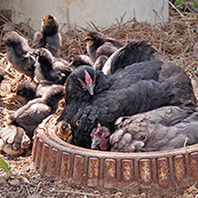 Group of chickens gathered around a metal container on the ground.