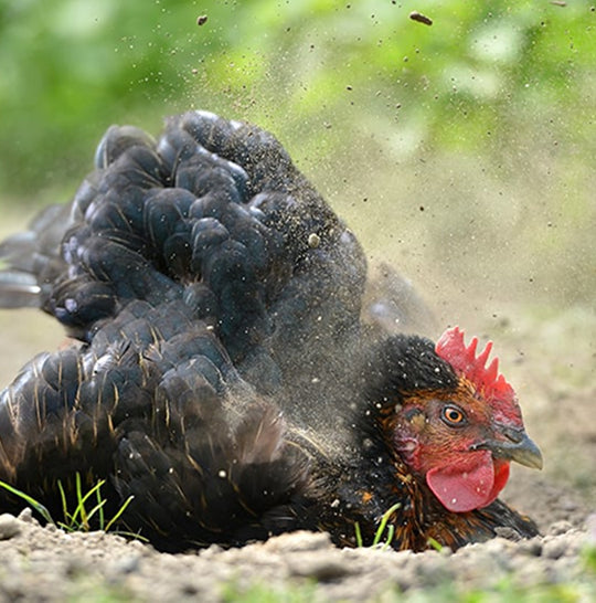 Black chicken with a red comb digging in the ground