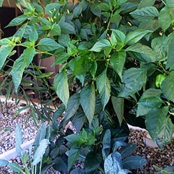thriving tabasco pepper plant in pumice grow media