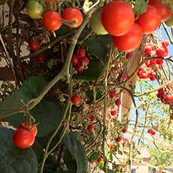 aquaponics grown tomatoes