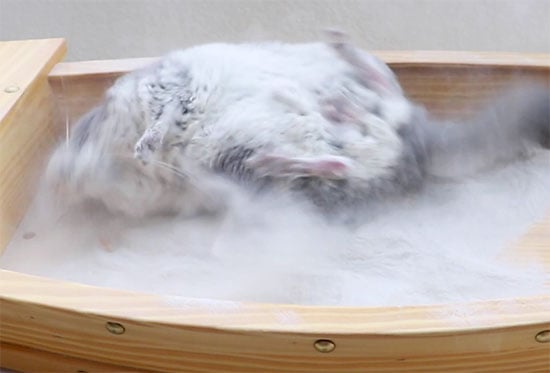 chinchilla dust bathing photo
