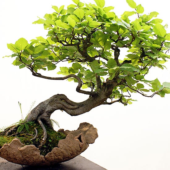 attractive bonsai tree