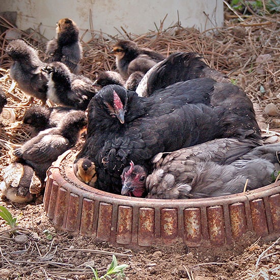 chickens using a container-based dust bath