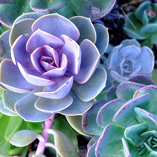 succulents thriving in pumice soil